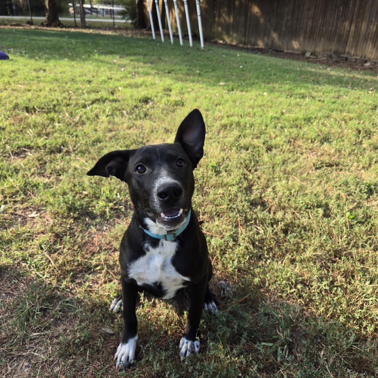 Enlarge Raven, a Adoptable mixed breed image 3/4