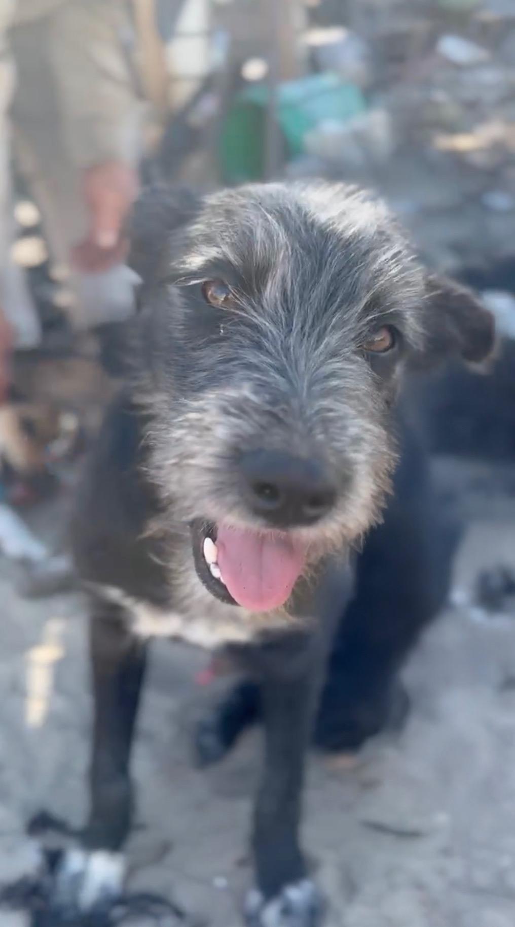 Enlarge Happy, a Adoptable mixed breed in Beaverton , OR image 1/6