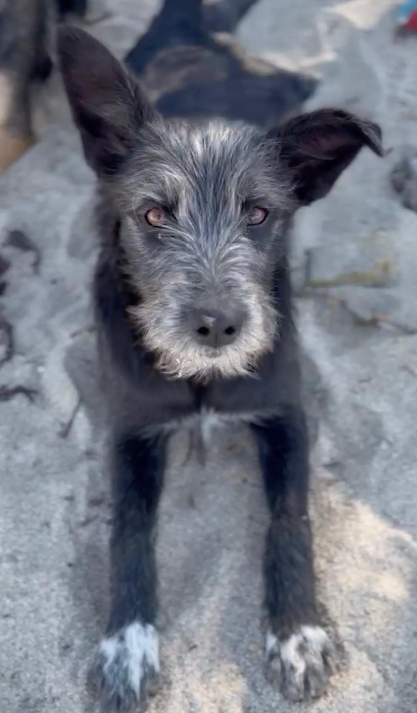 Enlarge Happy, a Adoptable mixed breed in Beaverton , OR image 5/6