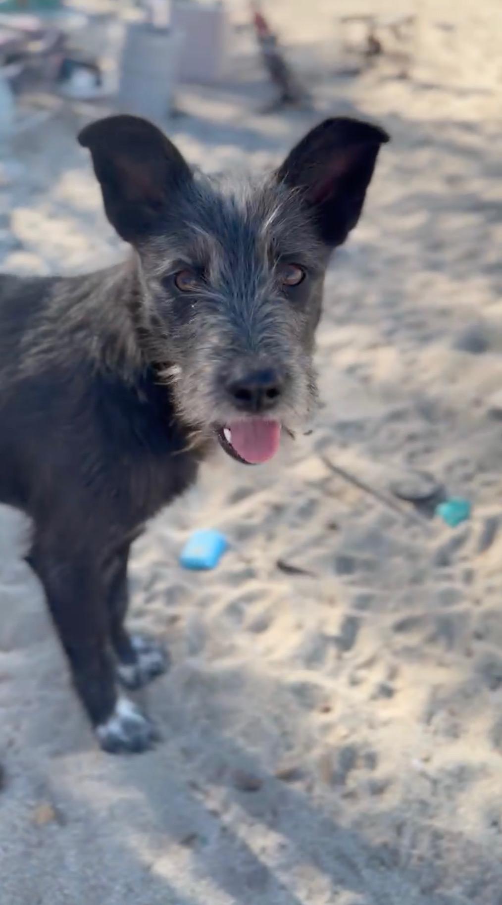 Enlarge Happy, a Adoptable mixed breed in Beaverton , OR image 3/6