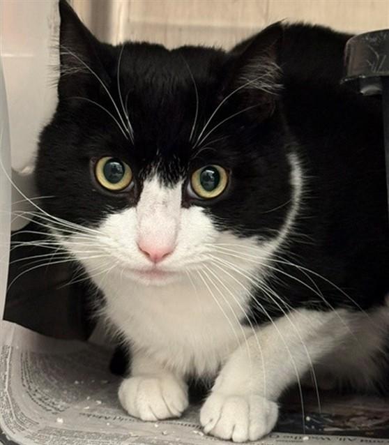 DOUBLE STUFFED, Adoptable, Adult Male Domestic Medium Hair & Domestic Short Hair.