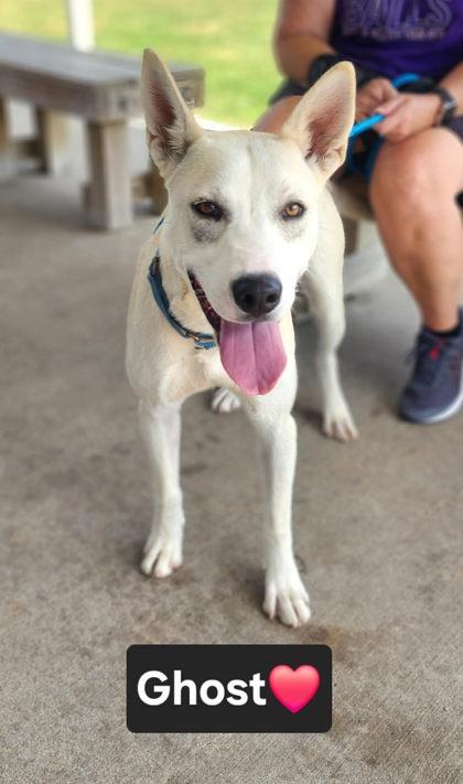 Ghost, Adoptable, Puppy Male Shepherd & Mixed Breed.
