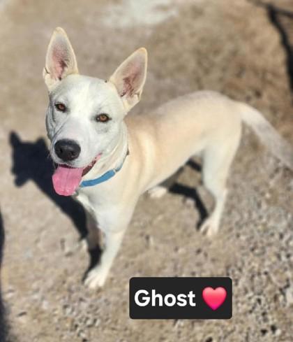 Enlarge Ghost, a Adoptable mixed breed in Clinton, MO image 2/2