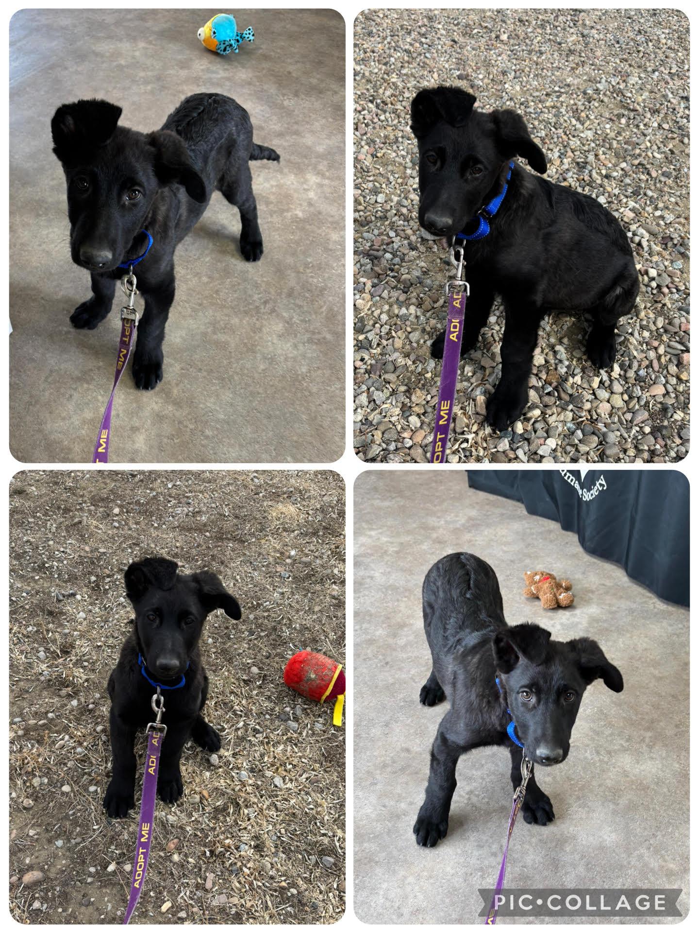 Enlarge Bodhi, a ADOPTABLE Mixed Breed in Rock Springs, WY image 1/1