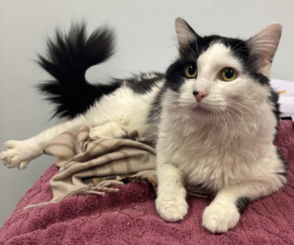Bitzy, Adoptable, Young Male Domestic Long Hair.