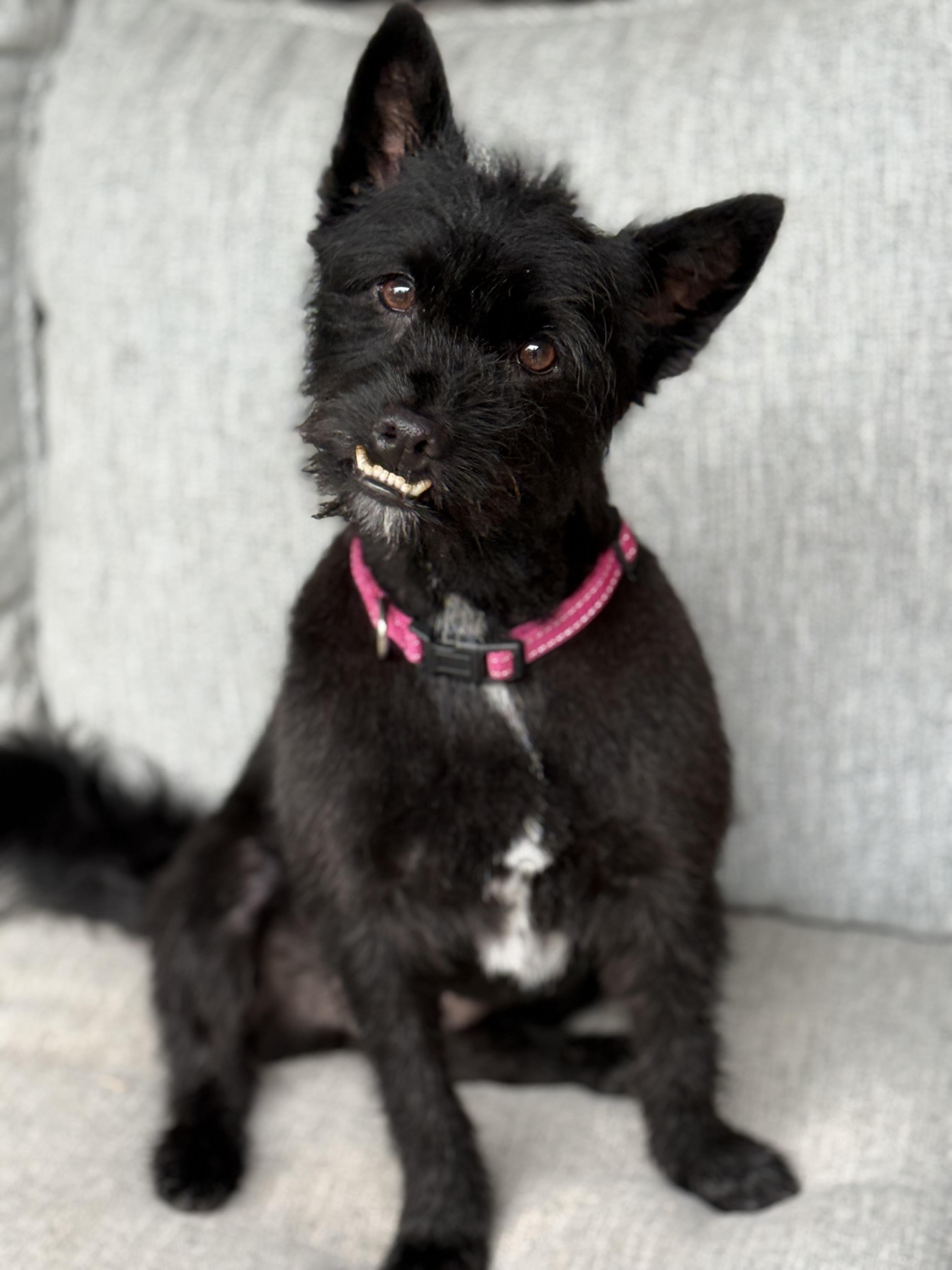 Enlarge Misty, a Adoptable mixed breed in Rockwall, TX image 3/5