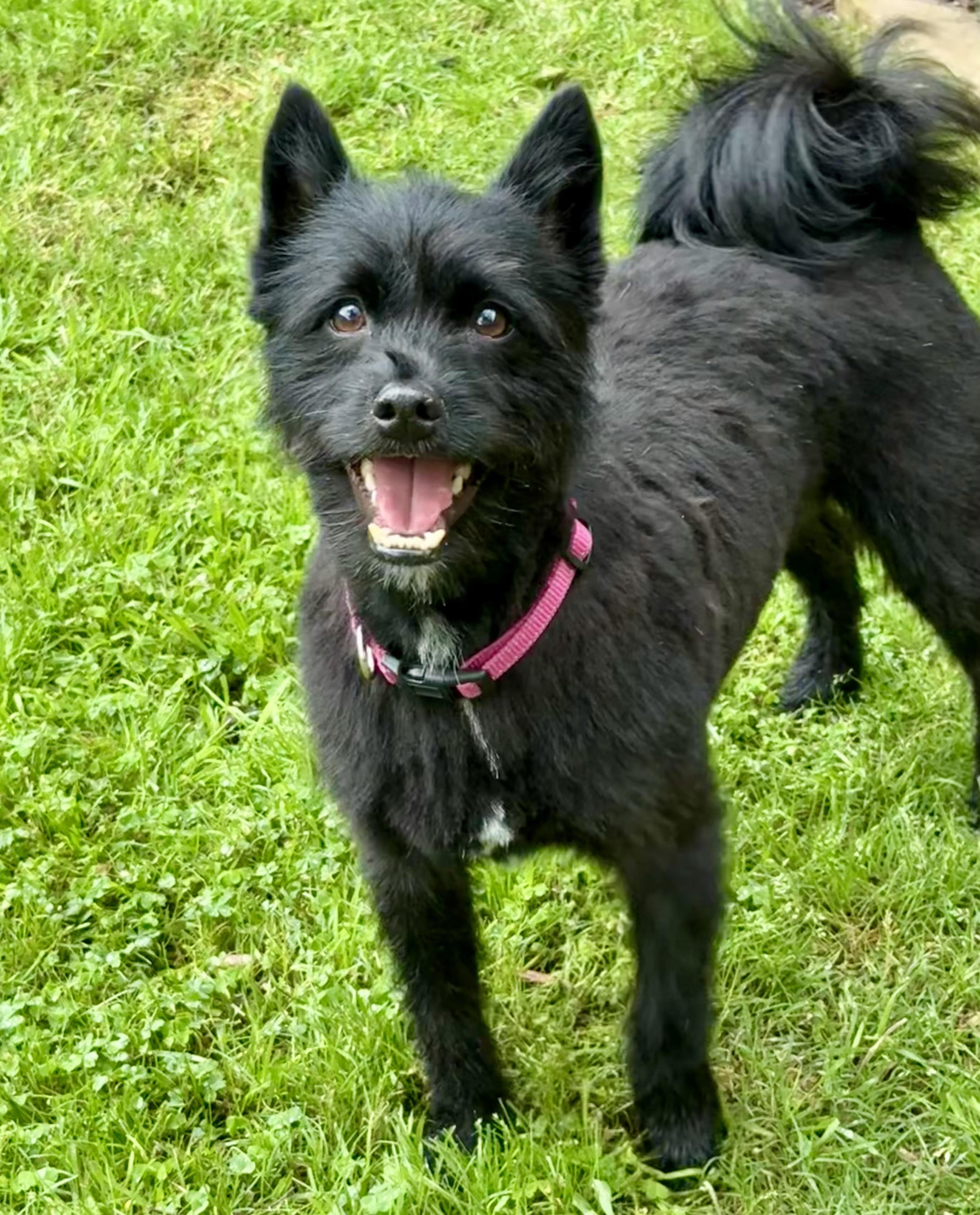 Enlarge Misty, a Adoptable mixed breed in Rockwall, TX image 2/5