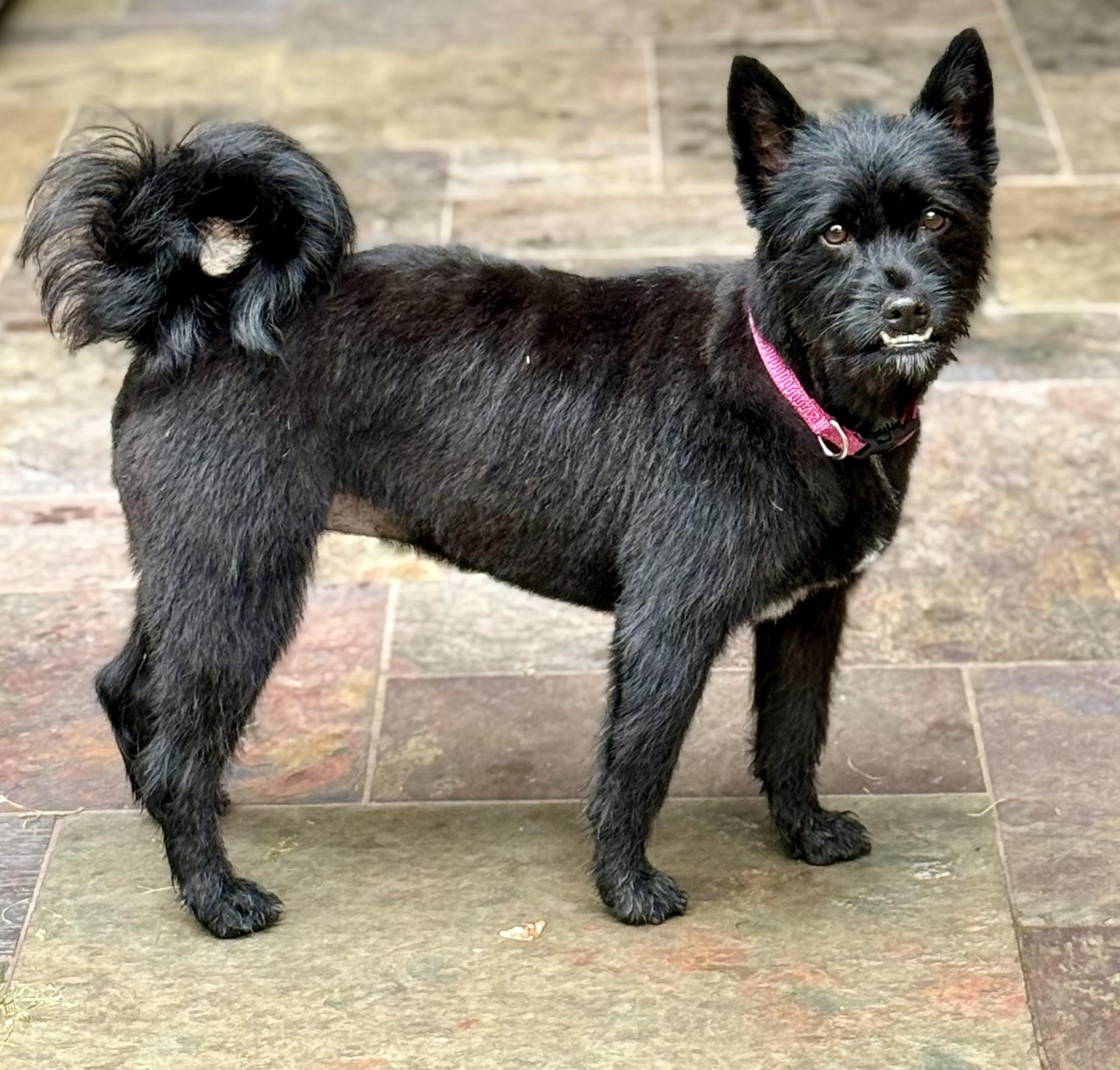 Misty, Adoptable, Young Female Scottish Terrier & Cairn Terrier.