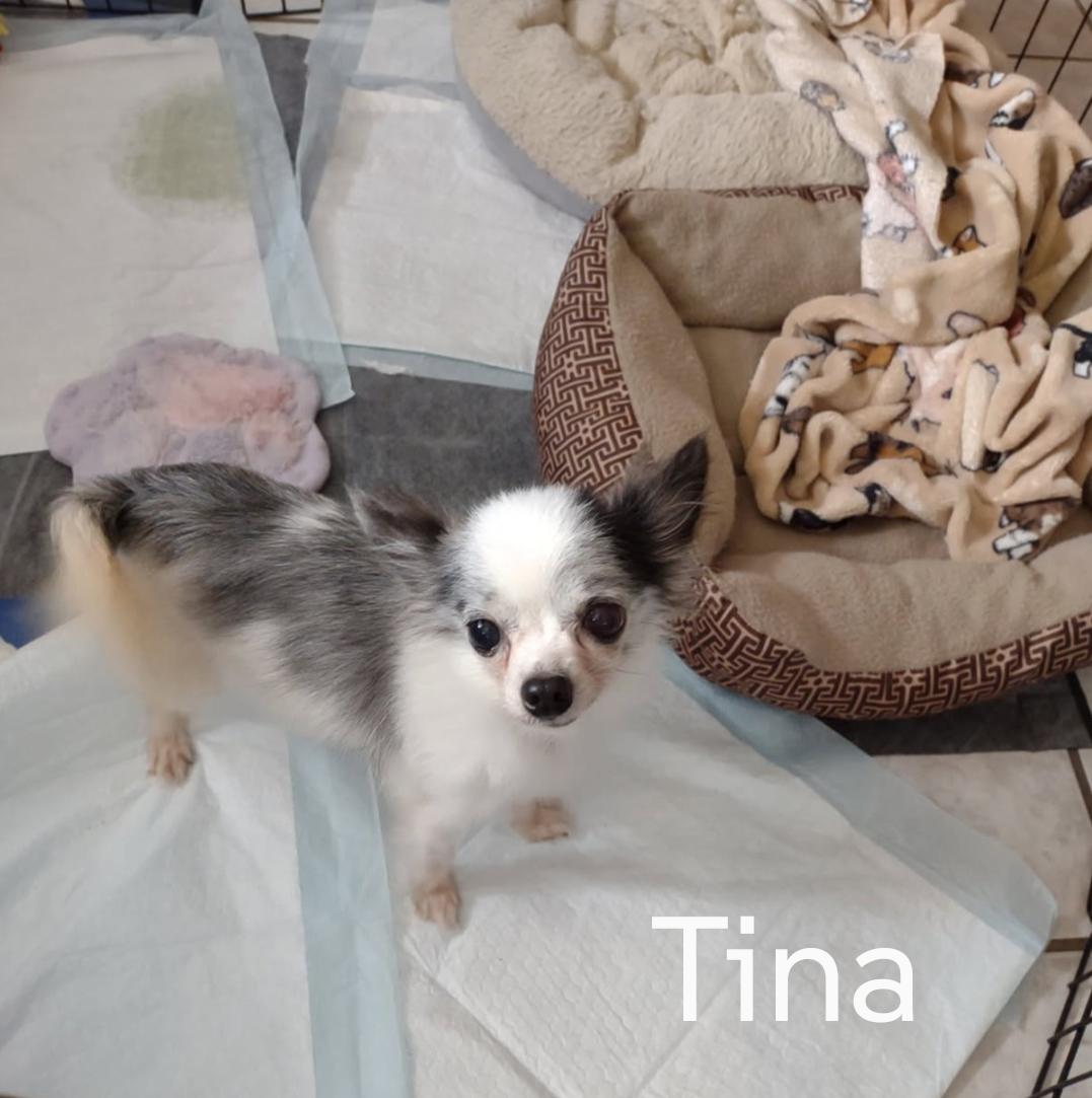 Tina, Adoptable, Senior Female Chihuahua.