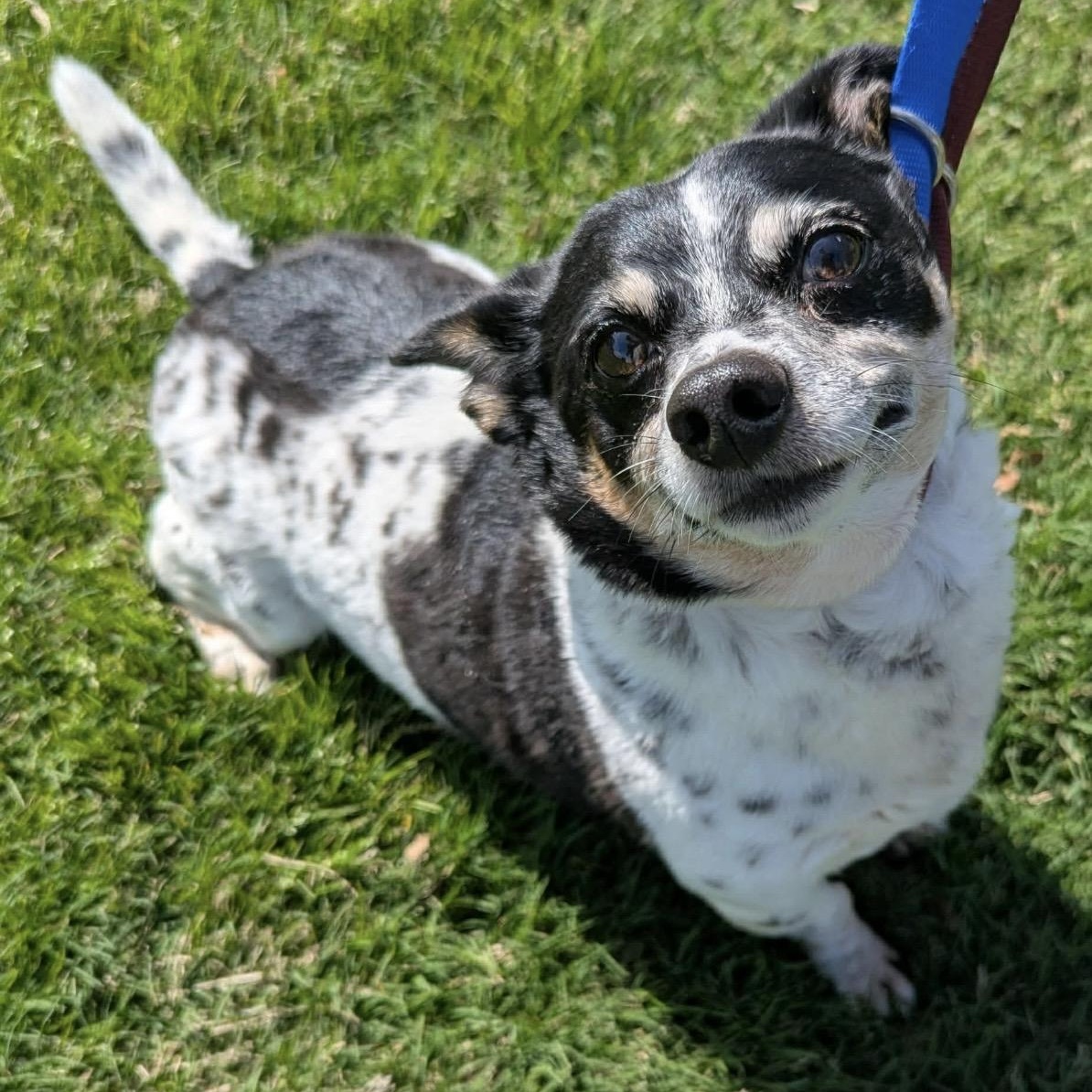 Toby , a ADOPTABLE mixed breed in Pelham, NH image 1/6