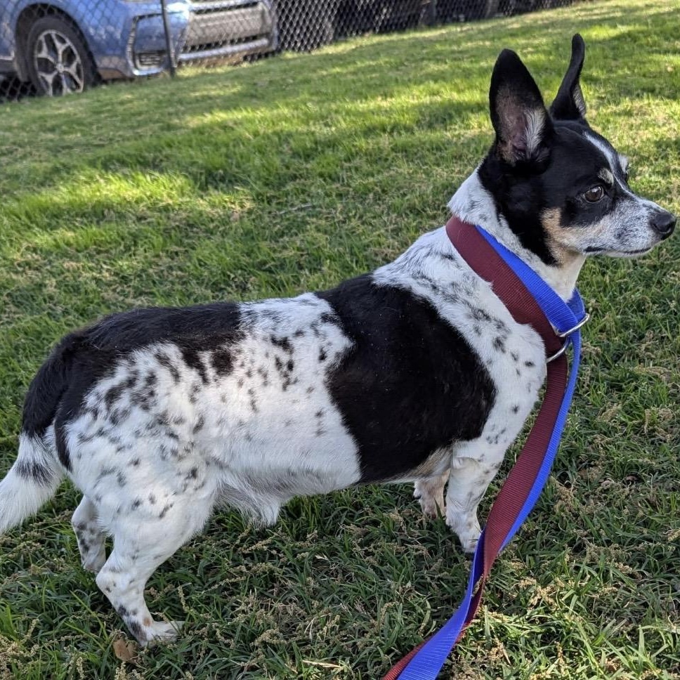 Toby , a ADOPTABLE mixed breed in Pelham, NH image 5/6