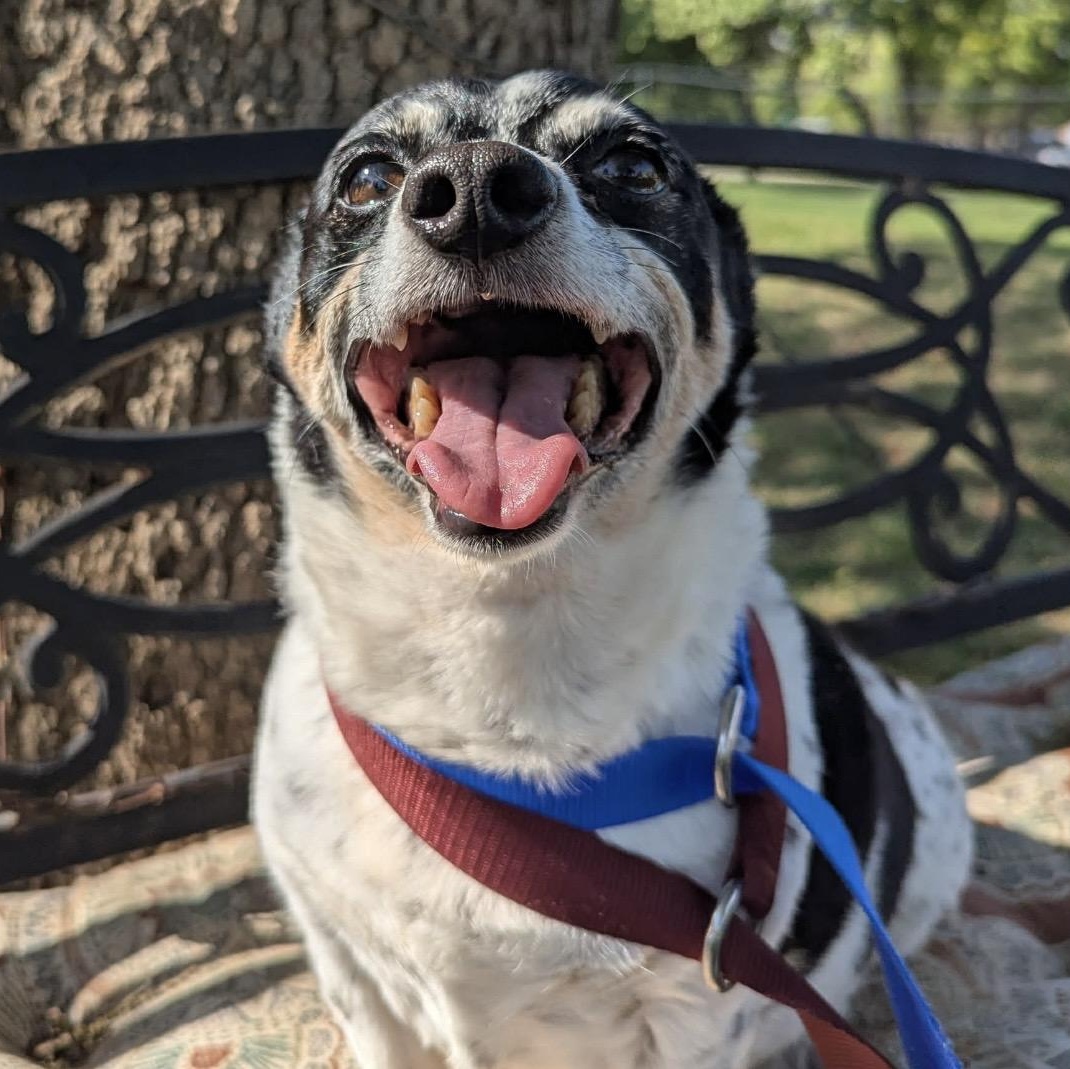 Toby , a ADOPTABLE mixed breed in Pelham, NH image 2/6