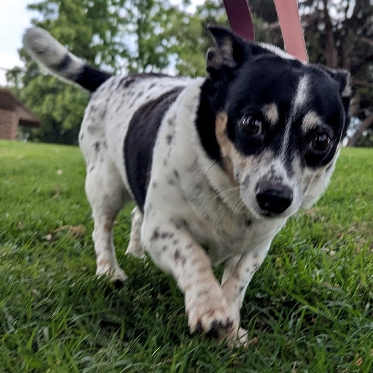 Toby , a ADOPTABLE mixed breed in Pelham, NH image 6/6