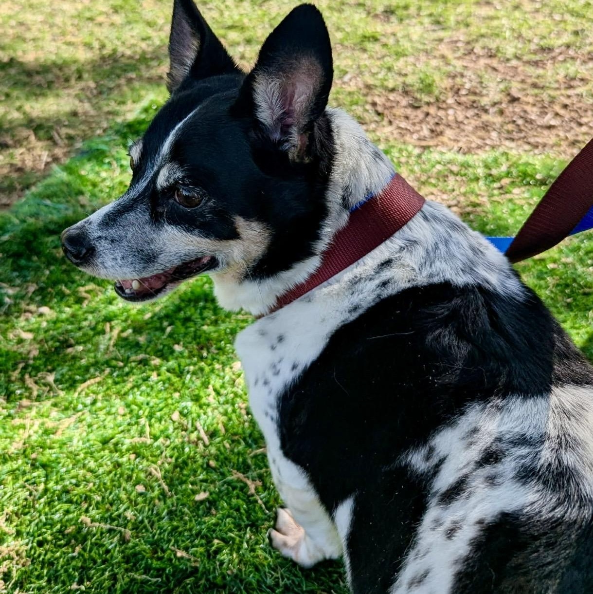 Toby , a ADOPTABLE mixed breed in Pelham, NH image 3/6