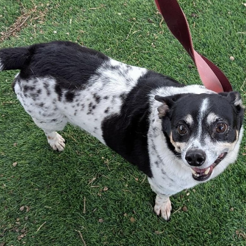 Toby , a ADOPTABLE mixed breed in Pelham, NH image 4/6