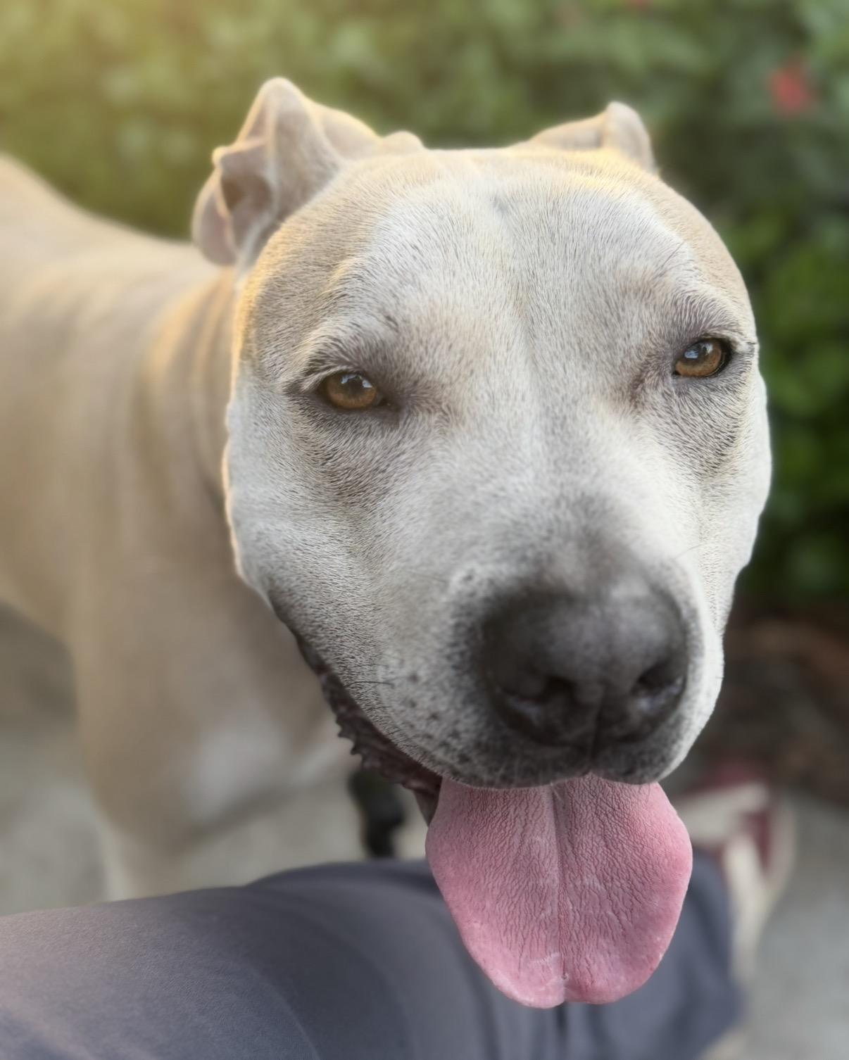 Potato, a ADOPTABLE mixed breed in Marina Del Rey, CA image 5/6