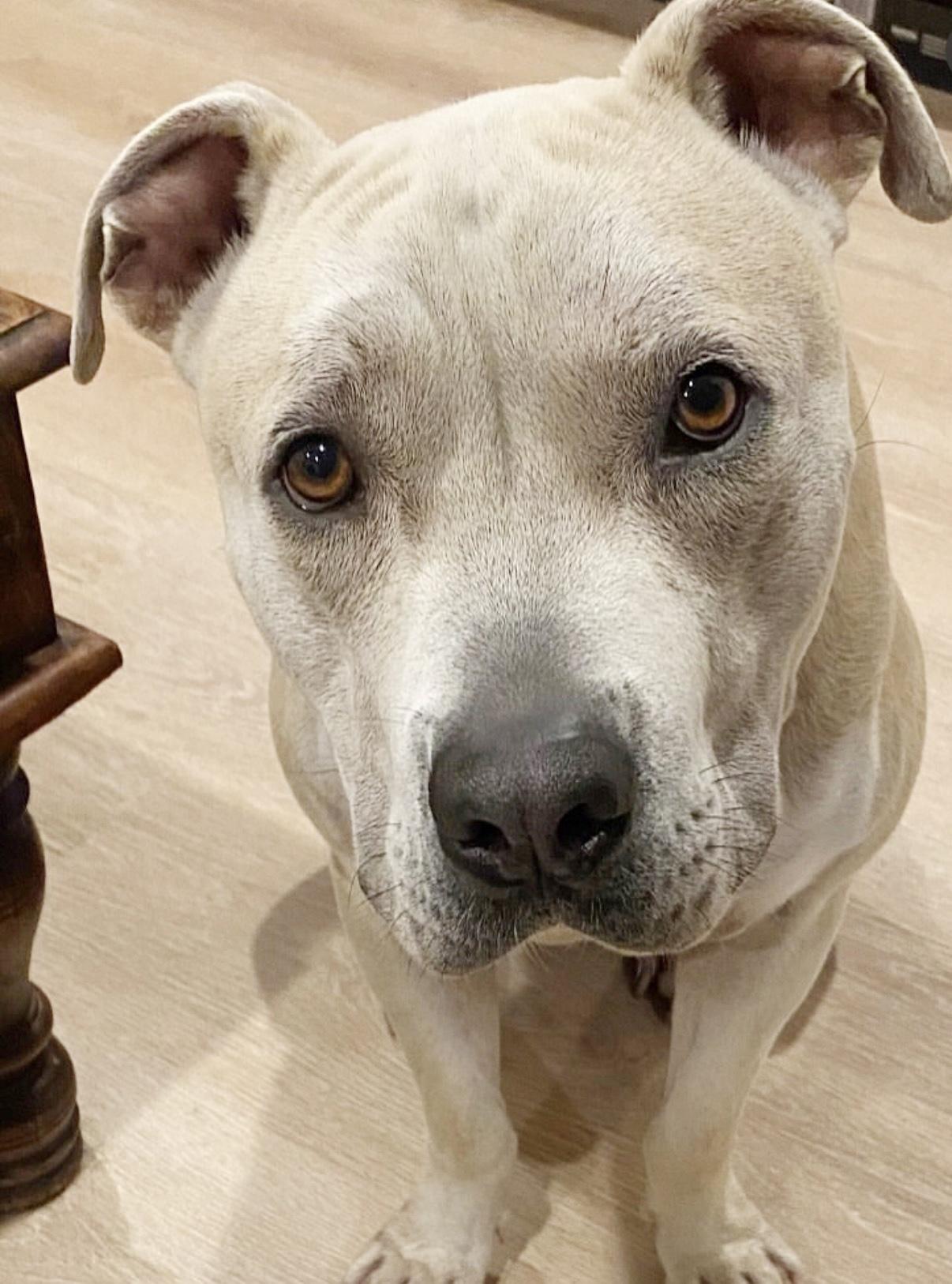 Potato, a ADOPTABLE mixed breed in Marina Del Rey, CA image 1/6