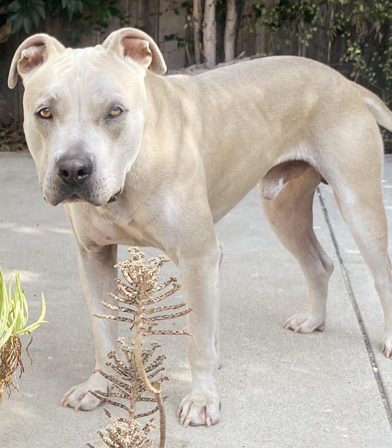 Potato, a ADOPTABLE mixed breed in Marina Del Rey, CA image 6/6