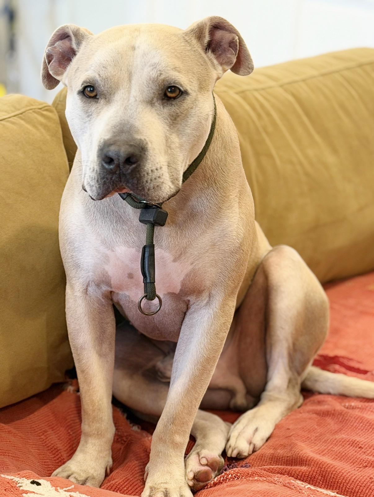 Potato, a ADOPTABLE mixed breed in Marina Del Rey, CA image 4/6
