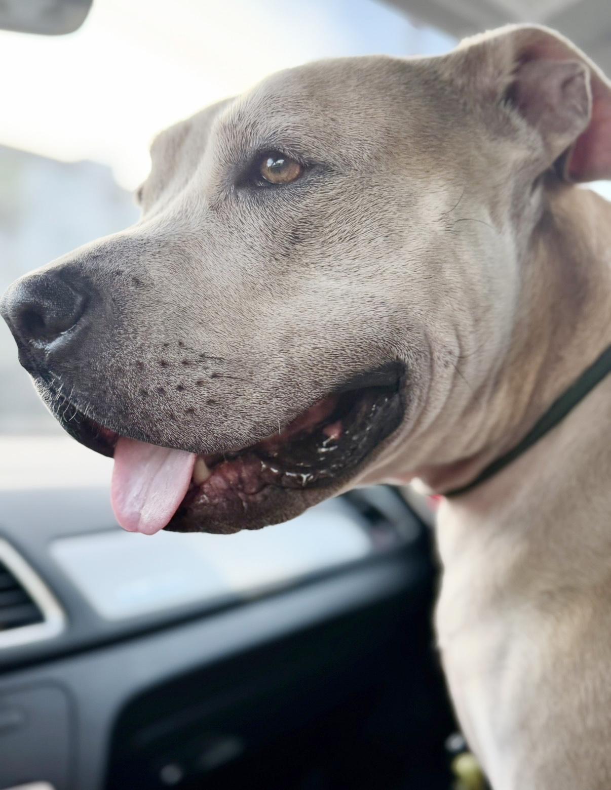 Potato, a ADOPTABLE mixed breed in Marina Del Rey, CA image 2/6