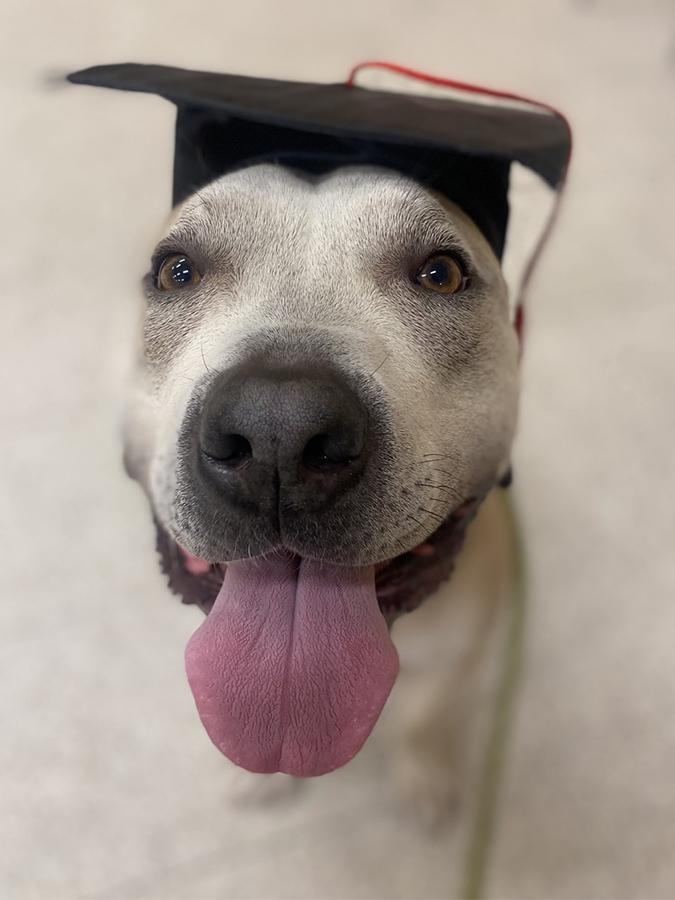 Potato, a ADOPTABLE mixed breed in Marina Del Rey, CA image 3/6