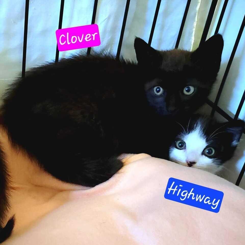 Enlarge Clover, a Adoptable Domestic Short Hair in Jessup, MD image 2/2