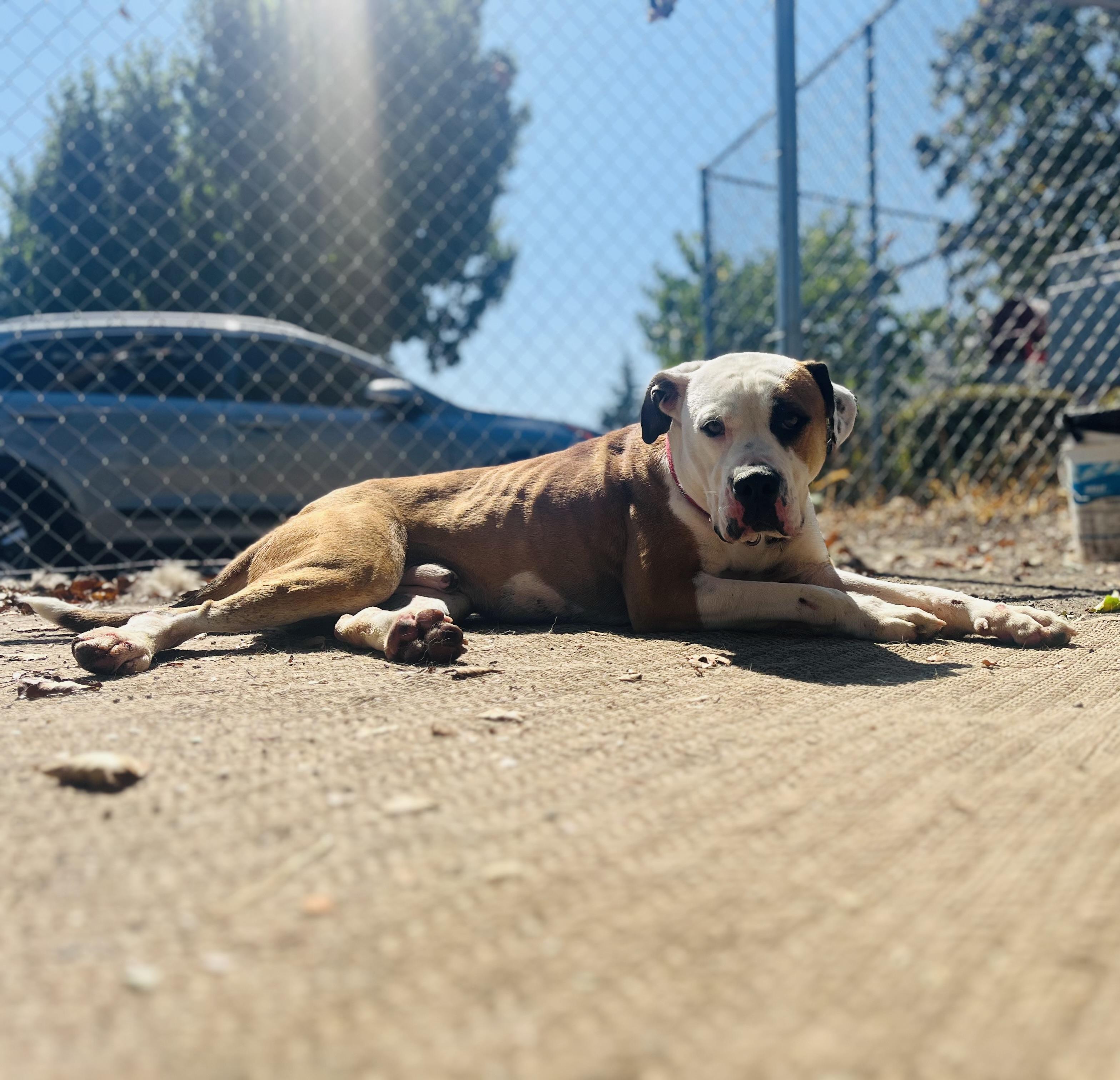 Bart, a ADOPTABLE American Bulldog in Phoenix, OR image 4/5