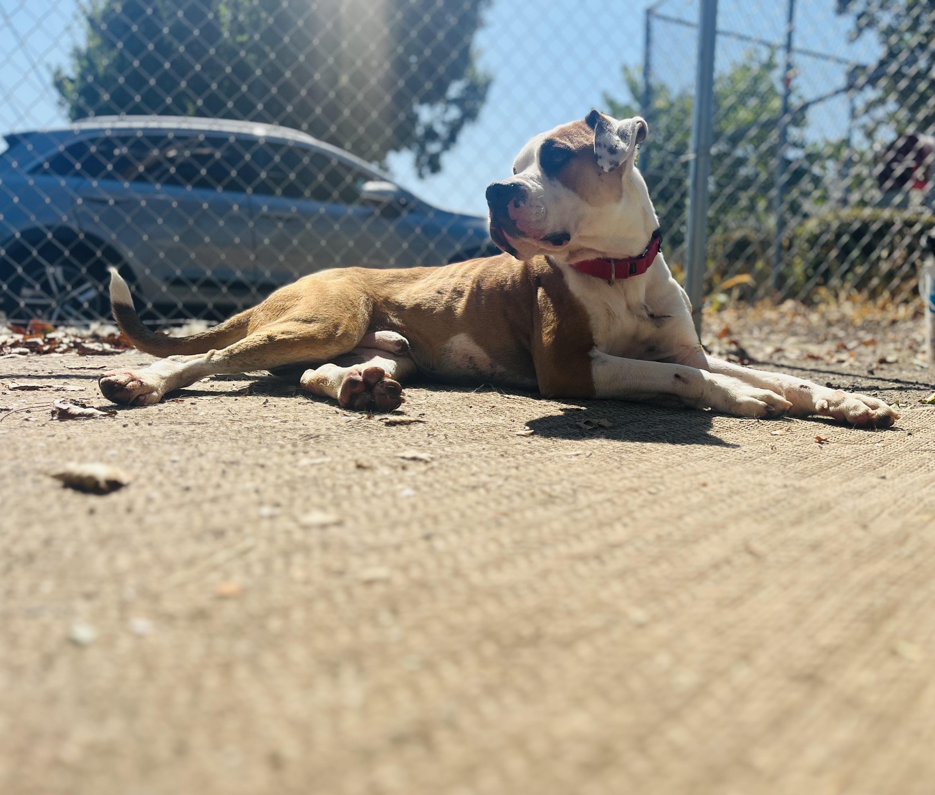 Bart, a ADOPTABLE American Bulldog in Phoenix, OR image 5/5