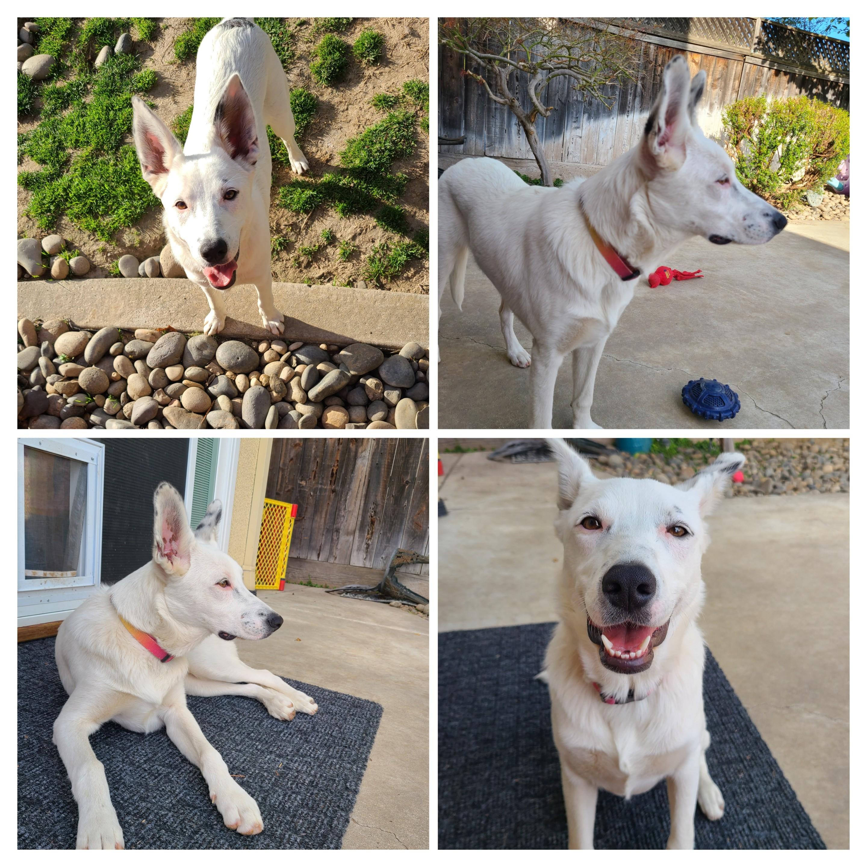 Sammie, Baby Female Cattle Dog