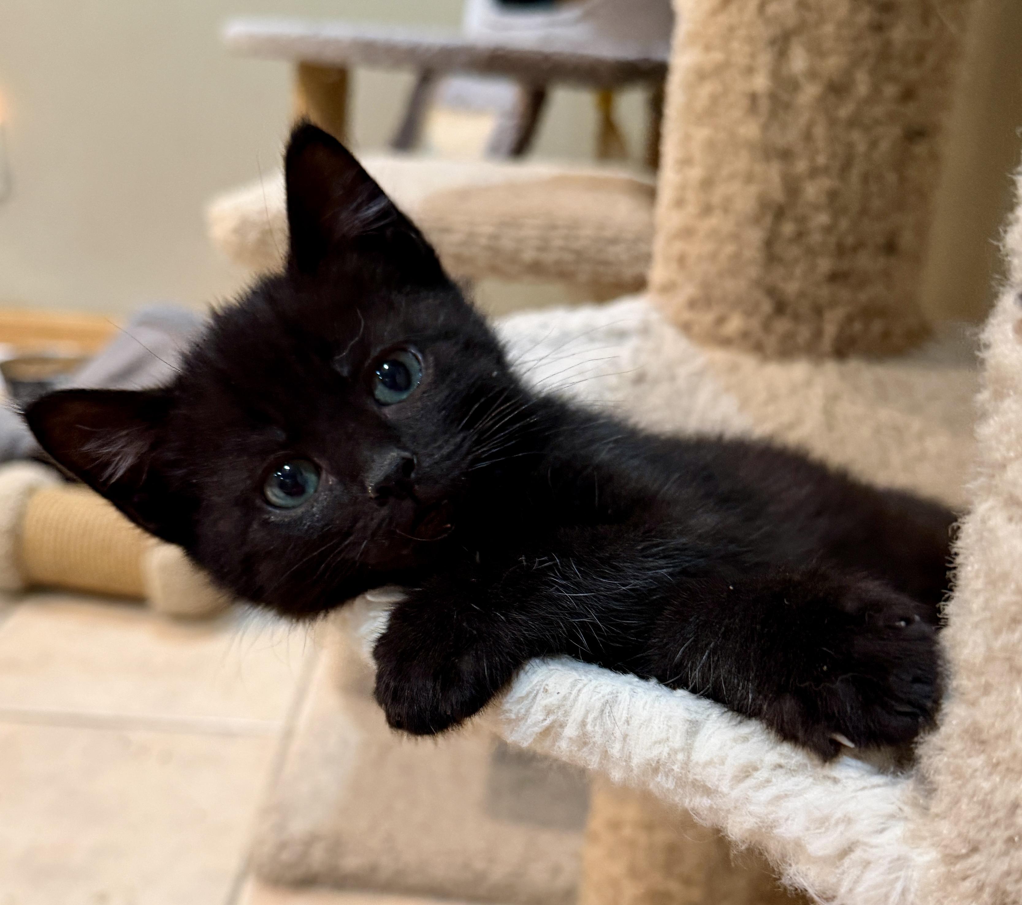 Enlarge Densil, a Adoptable Domestic Short Hair in East Hanover, NJ image 2/2