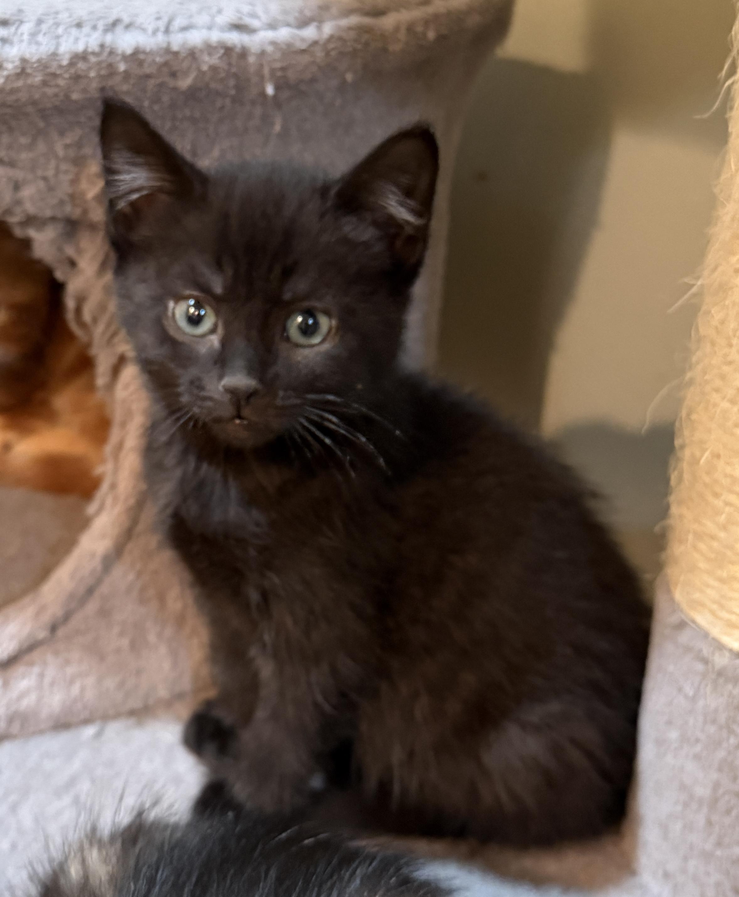 Densil, Adoptable, Kitten Male Domestic Short Hair.