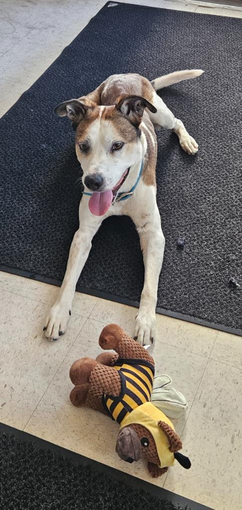Ion, Adoptable, Senior Male Pit Bull Terrier.