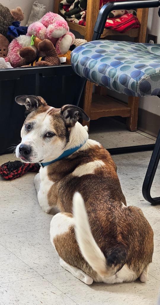 Enlarge Ion, a Adoptable Pit Bull Terrier in Green River, WY image 2/5