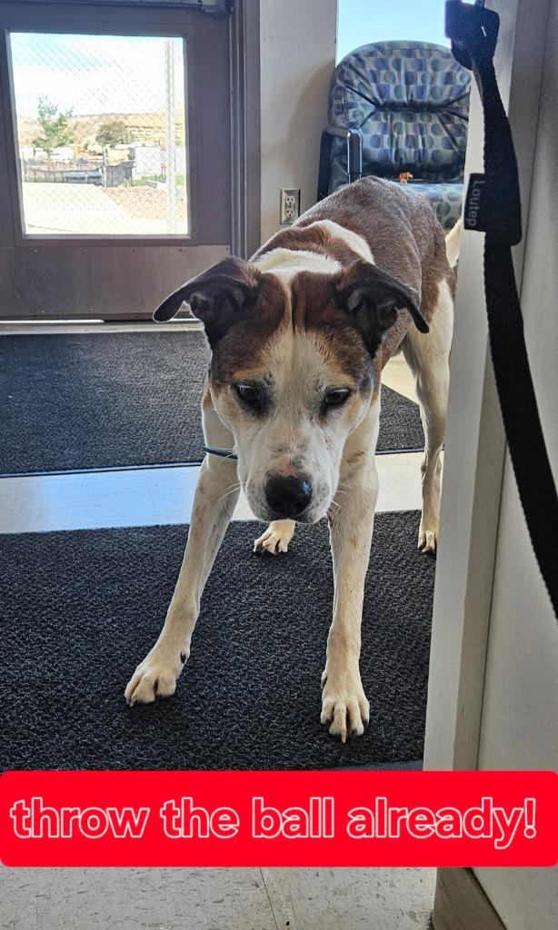 Enlarge Ion, a Adoptable Pit Bull Terrier in Green River, WY image 3/5