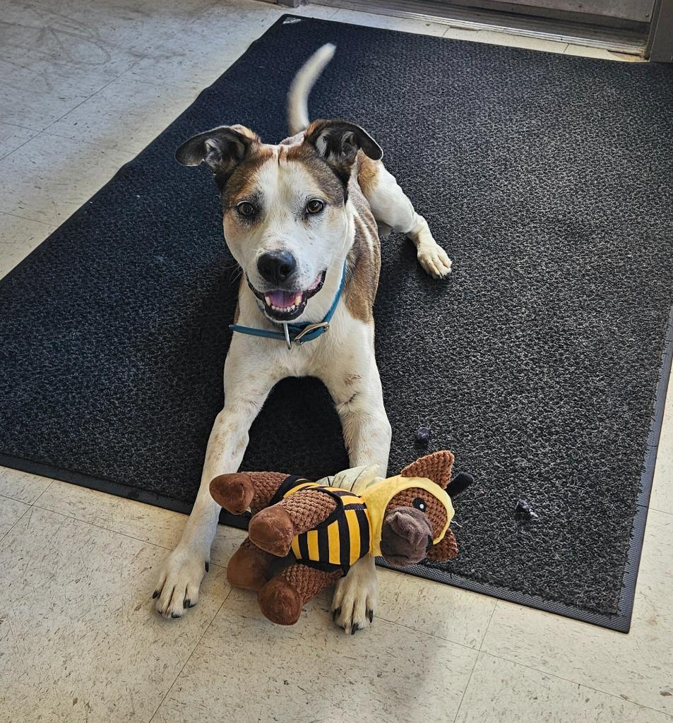 Enlarge Ion, a Adoptable Pit Bull Terrier in Green River, WY image 4/5