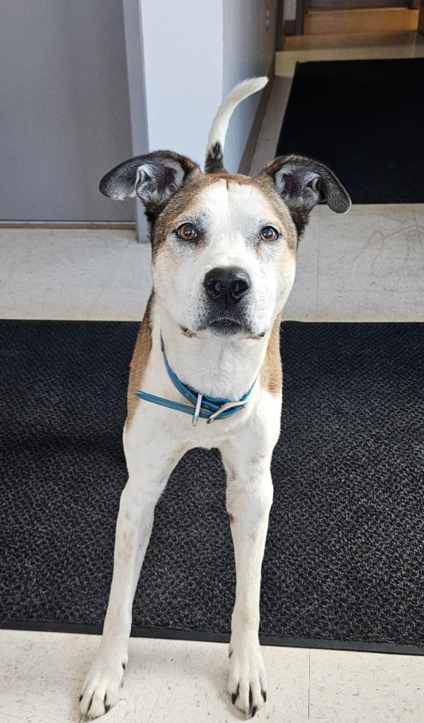 Enlarge Ion, a Adoptable Pit Bull Terrier in Green River, WY image 5/5