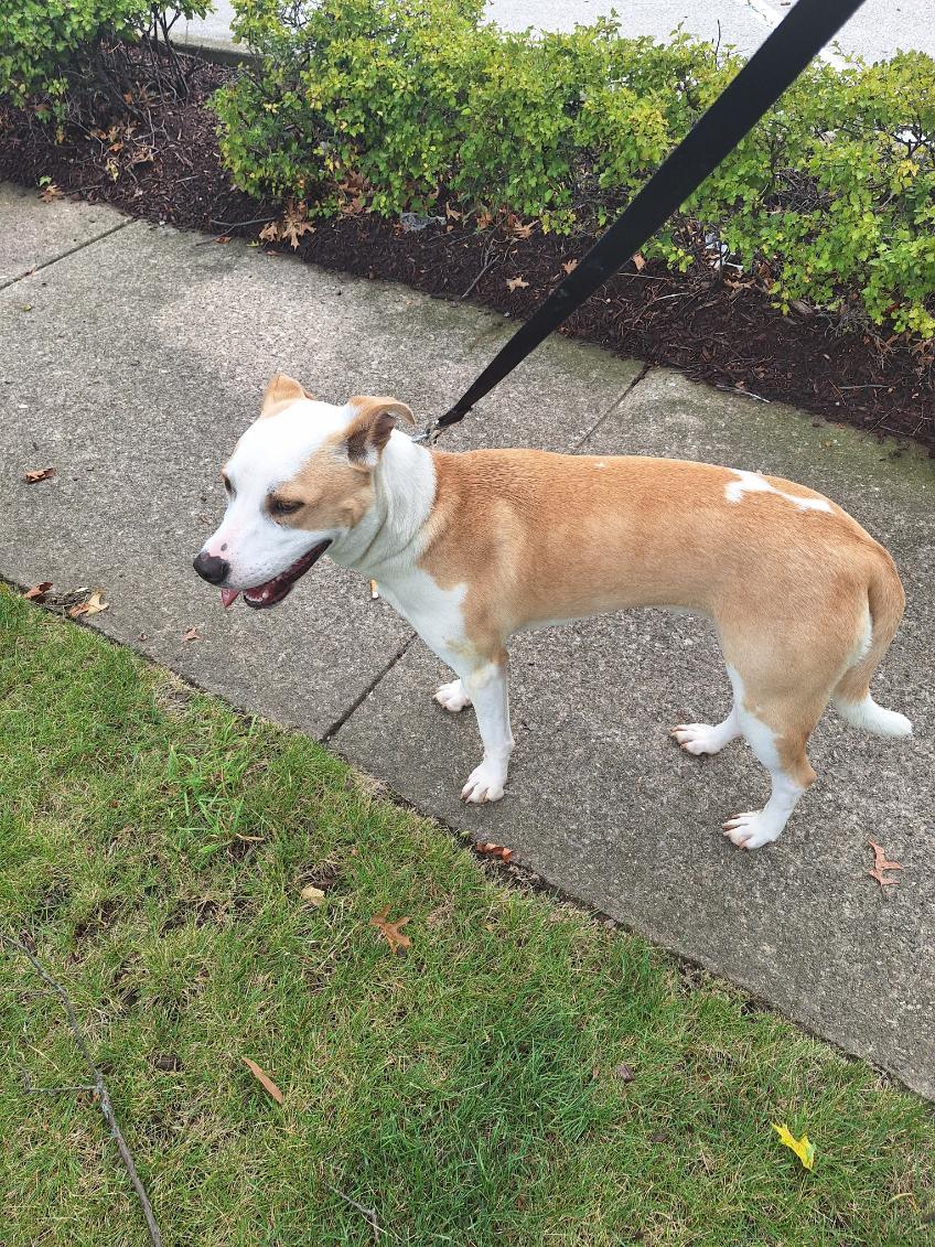 Enlarge Flopsy/Daisy, a Adoptable mixed breed in Parma, OH image 2/2