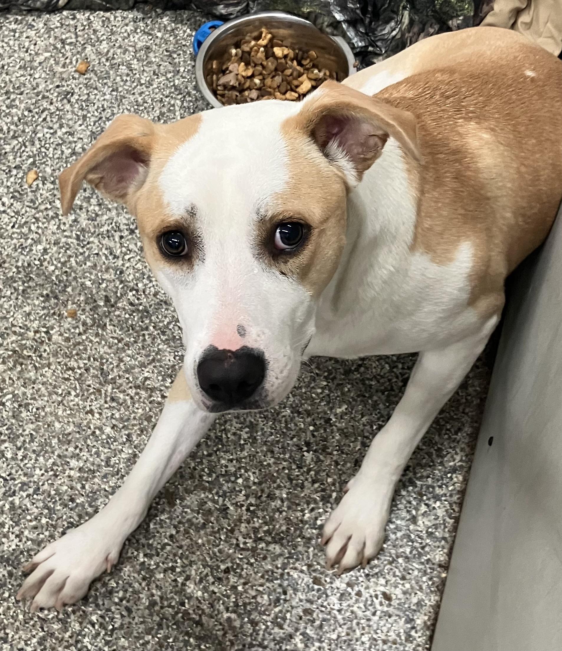 Enlarge Flopsy/Daisy, a Adoptable mixed breed in Parma, OH image 1/2