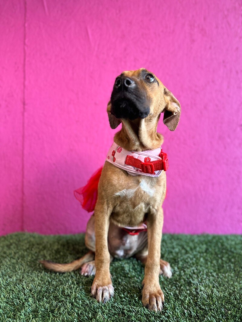 Dog for adoption Fiona, a Black Mouth Cur & Chocolate Labrador