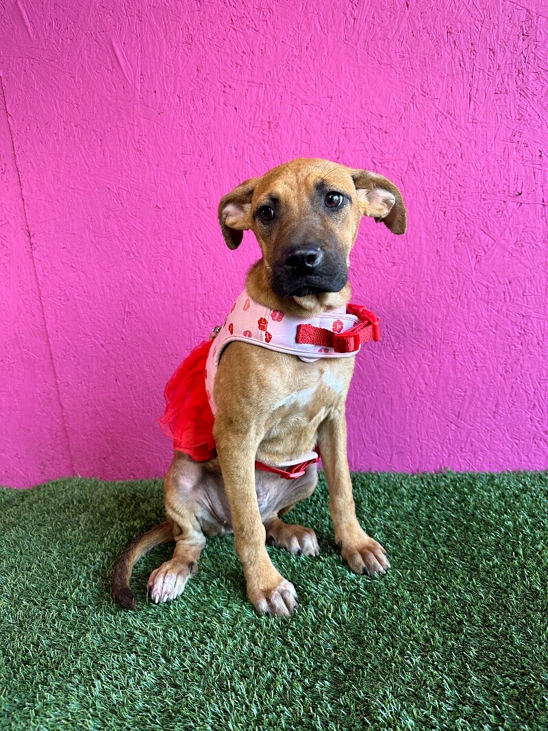 Dog for adoption Fiona, a Black Mouth Cur & Chocolate Labrador