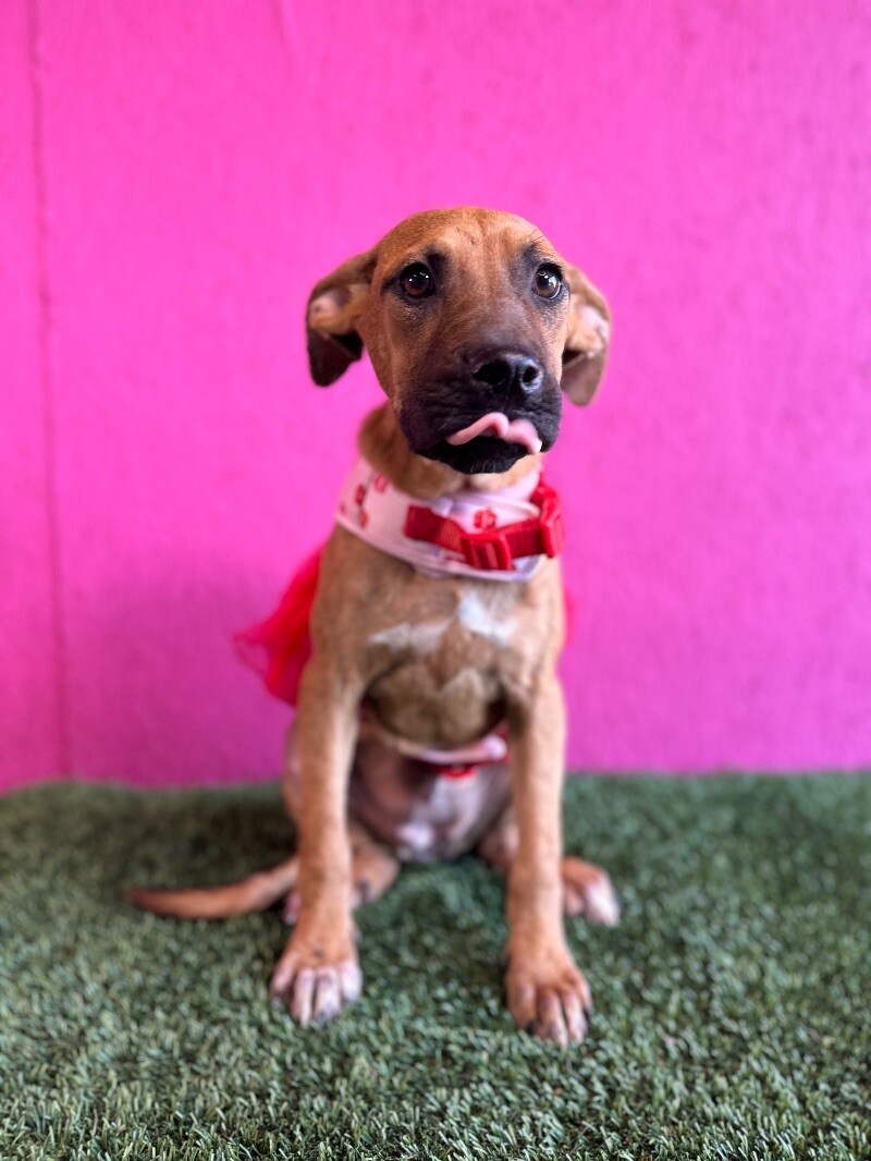 Dog for adoption Fiona, a Black Mouth Cur & Chocolate Labrador