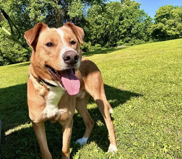 Chance, an adoptable Mixed Breed in Ashland, KY_image-1