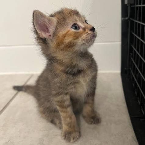 Belle, Adoptable, Kitten Female Domestic Short Hair.