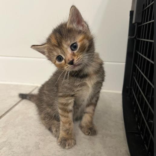 Enlarge Belle, a Adoptable Domestic Short Hair in Mebane, NC image 2/2