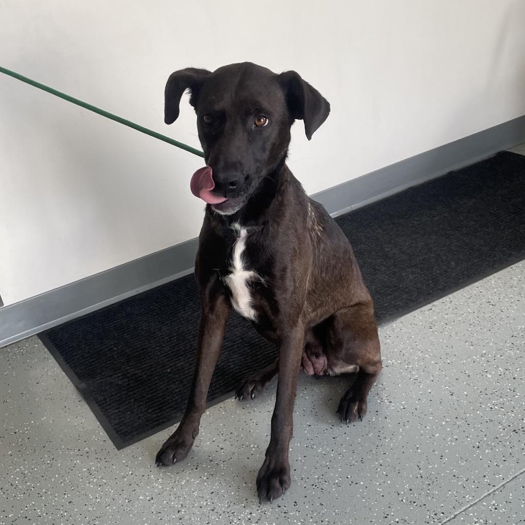 Enlarge Mimi(Mama Dog), a Adoptable mixed breed in Galax, VA image 1/2