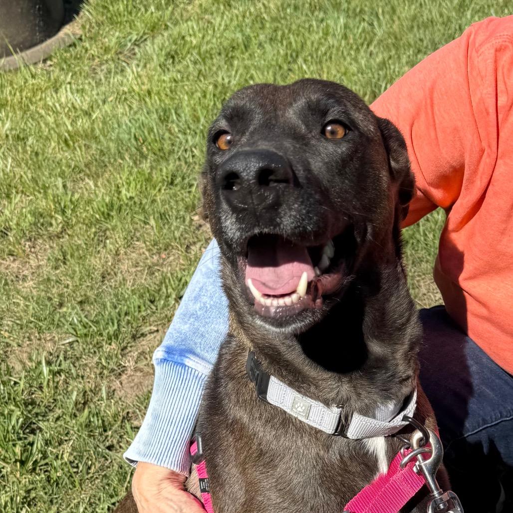 Mimi(Mama Dog), a Adoptable mixed breed in Galax, VA image 2/4