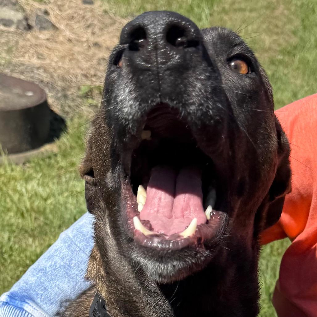 Mimi(Mama Dog), a Adoptable mixed breed in Galax, VA image 3/4