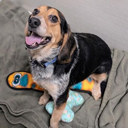 Lightning Bolt, ADOPTABLE, Adult Female Beagle.