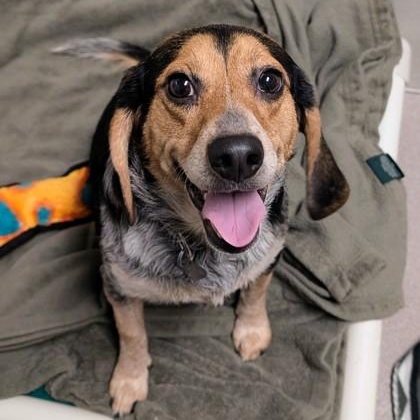 Enlarge Lightning Bolt, a ADOPTABLE mixed breed in Ithaca, NY image 2/2