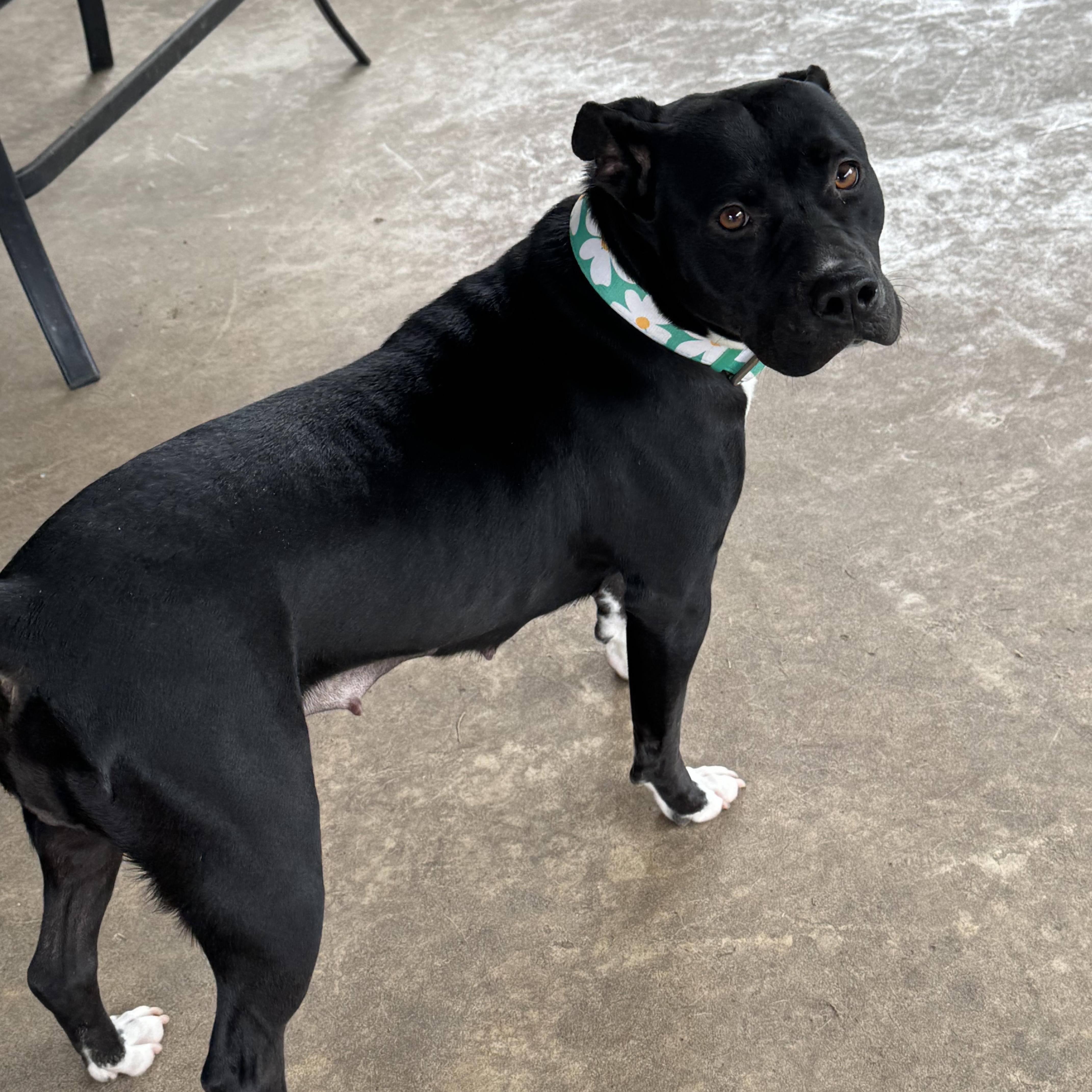 Enlarge Naomi, a ADOPTABLE Staffordshire Bull Terrier in Bronson, TX image 1/4